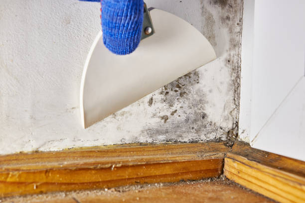 Best Mold Damage Restoration  in Al Creek, CO