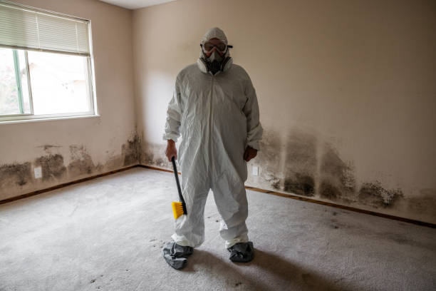 Trusted Coal Creek, CO Mold Removal Experts